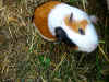 Meerschwein.jpg (43078 Byte)