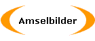 Amselbilder