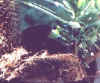amsel02.jpg (12693 Byte)