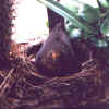 amsel03.jpg (36565 Byte)