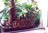 amsel04.jpg (84901 Byte)