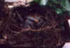 amsel05.jpg (21115 Byte)