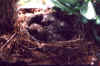 amsel06.jpg (53109 Byte)