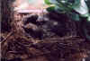 amsel07.jpg (68788 Byte)